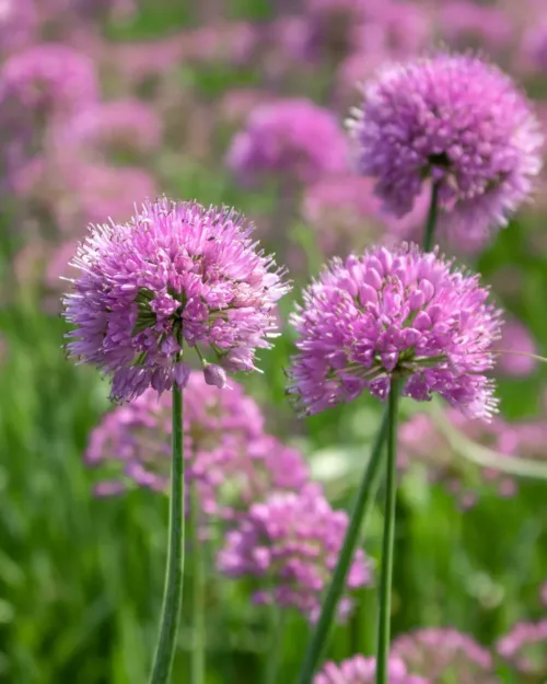 Allium 'Millenium', Berglauch