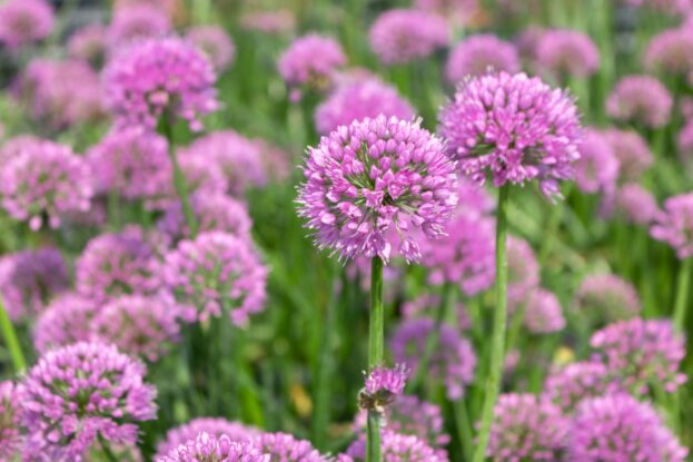 Allium 'Millenium', Berglauch