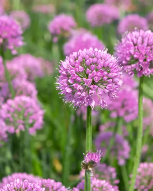 Allium 'Millenium', Berglauch