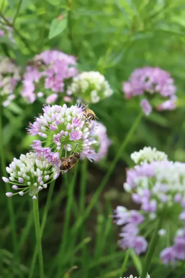 Allium senescens var. senescens, Berglauch