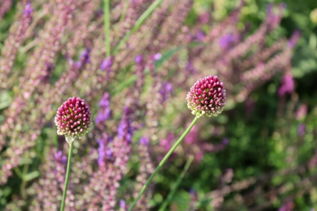 Allium sphaerocephalon, Kugelkopf-Lauch