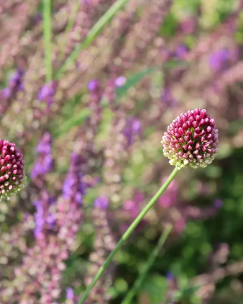 Allium sphaerocephalon, Kugelkopf-Lauch