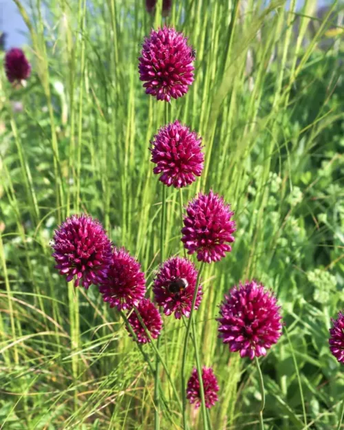 Allium sphaerocephalon, Kugelkopf-Lauch