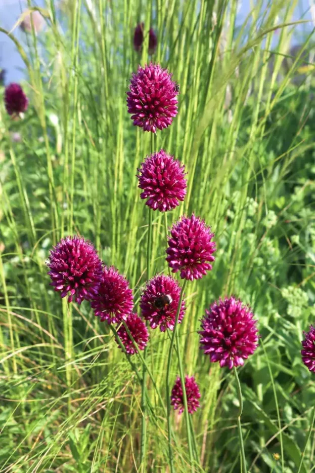 Allium sphaerocephalon, Kugelkopf-Lauch