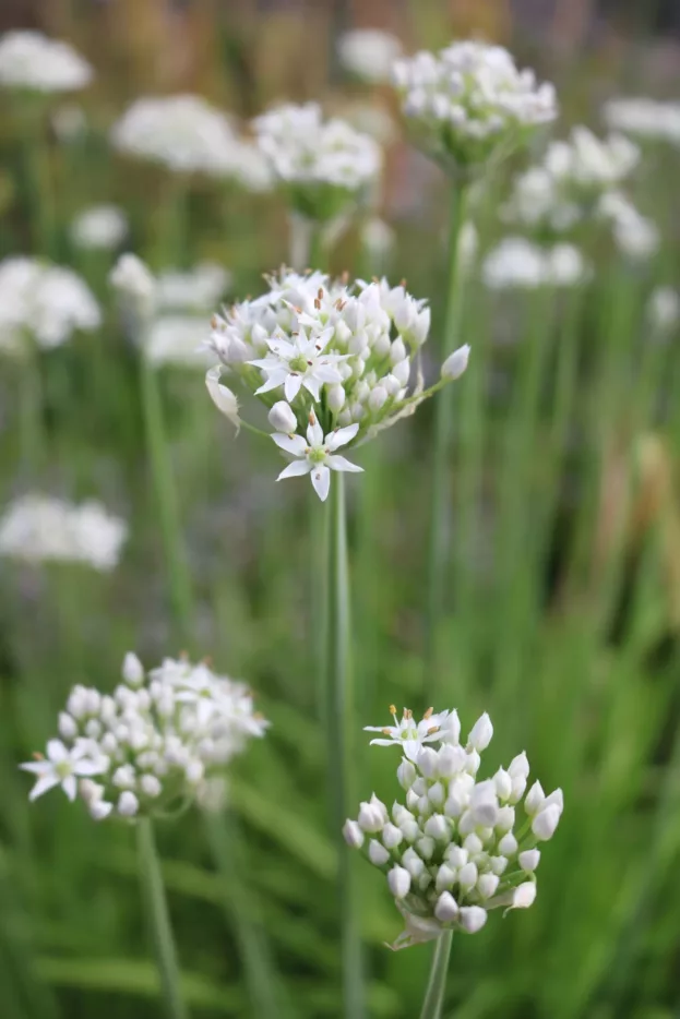 Allium tuberosum, Schnitt-Knoblauch