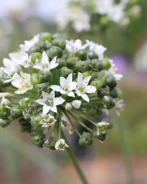 Allium tuberosum, Schnitt-Knoblauch