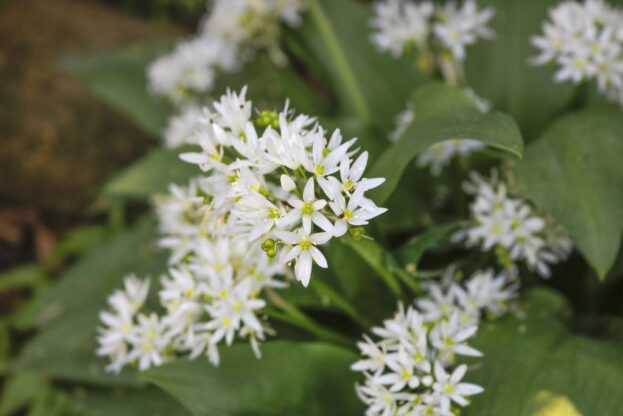 Allium ursinum, Bärlauch