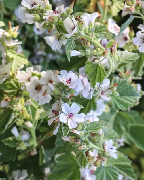 Echte Eibisch (Althaea officinalis)