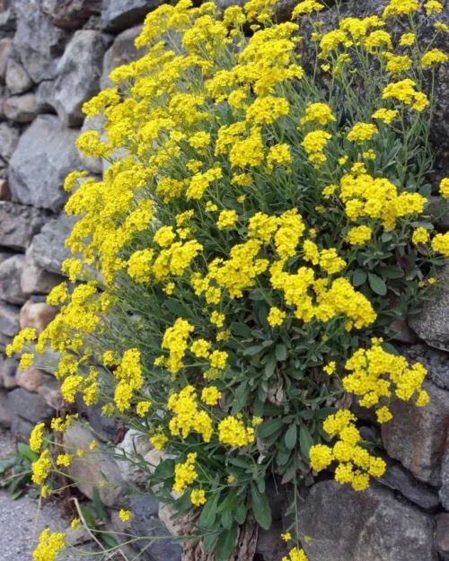 Alyssum saxatile (Aurinia), Steinkraut