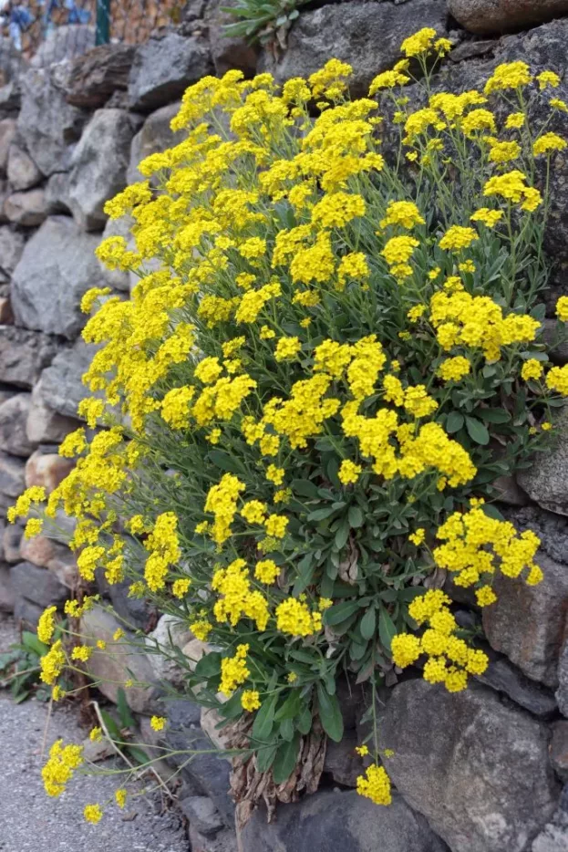 Alyssum saxatile (Aurinia), Steinkraut