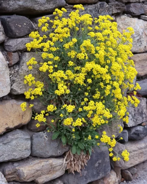 Alyssum saxatile (Aurinia), Steinkraut