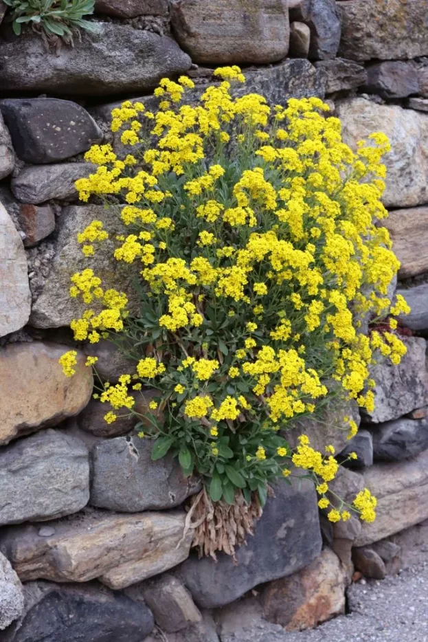 Alyssum saxatile (Aurinia), Steinkraut