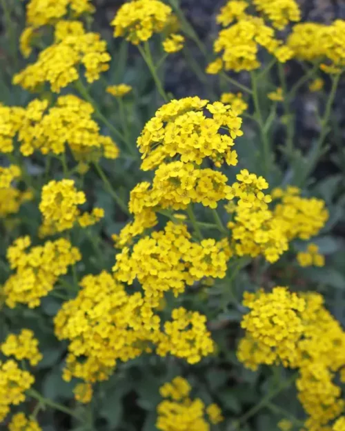 Alyssum saxatile (Aurinia), Steinkraut