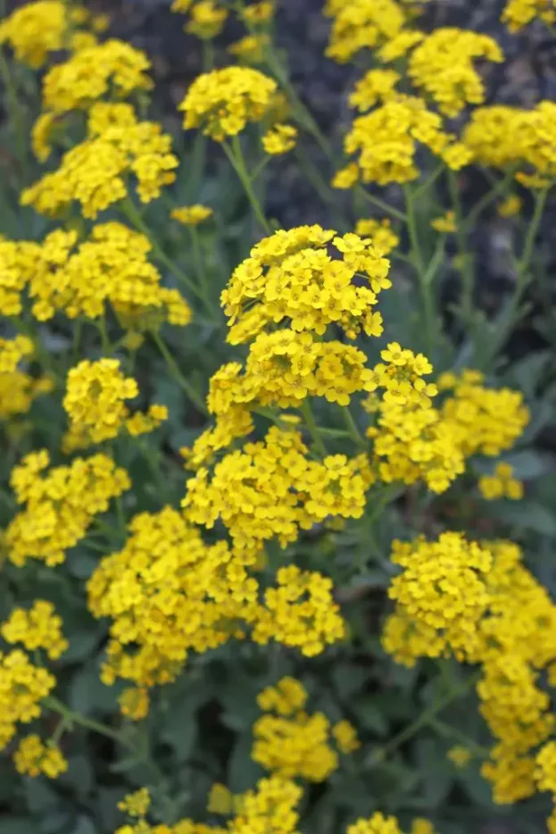 Alyssum saxatile (Aurinia), Steinkraut