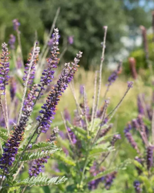 Amorpha canescens, Bleibusch