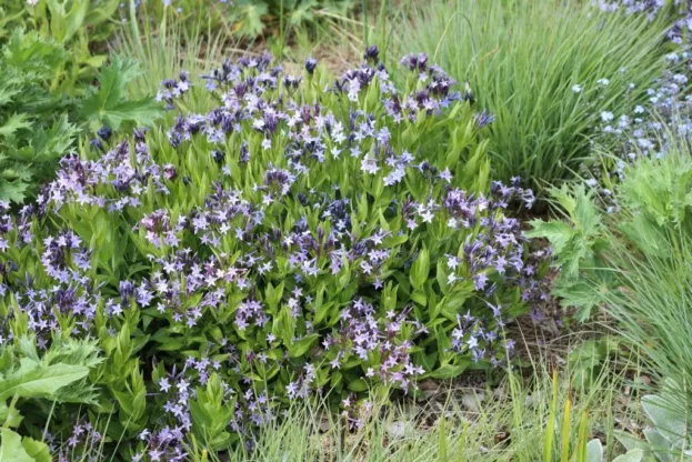 Amsonia Blue Ice', Röhrenstern