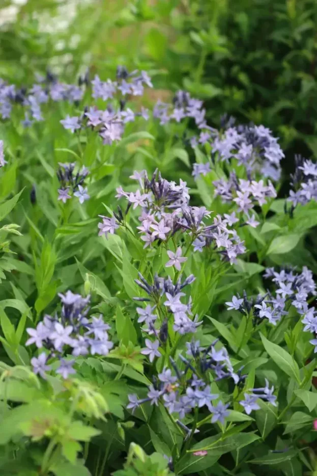 Amsonia Blue Ice', Röhrenstern