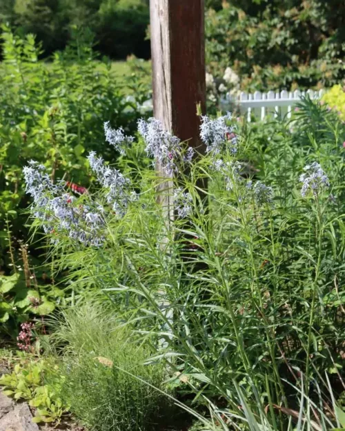 Amsonia 'Halfway to Arkansas', Blaustern, Röhrenstern