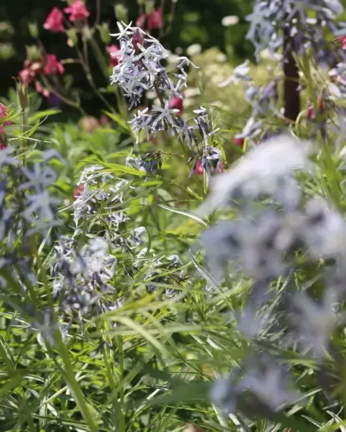 Amsonia 'Halfway to Arkansas', Blaustern, Röhrenstern