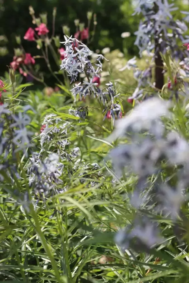 Amsonia 'Halfway to Arkansas', Blaustern, Röhrenstern