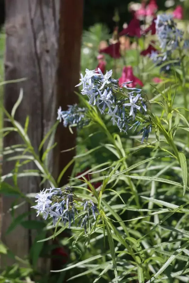 Amsonia 'Halfway to Arkansas', Blaustern, Röhrenstern