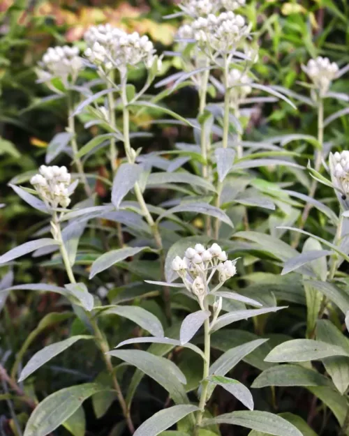 Anaphalis triplinervis 'Silberregen', Perlkörbchen, Silberimmortelle