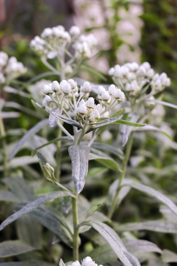 Anaphalis triplinervis 'Silberregen', Perlkörbchen, Silberimmortelle