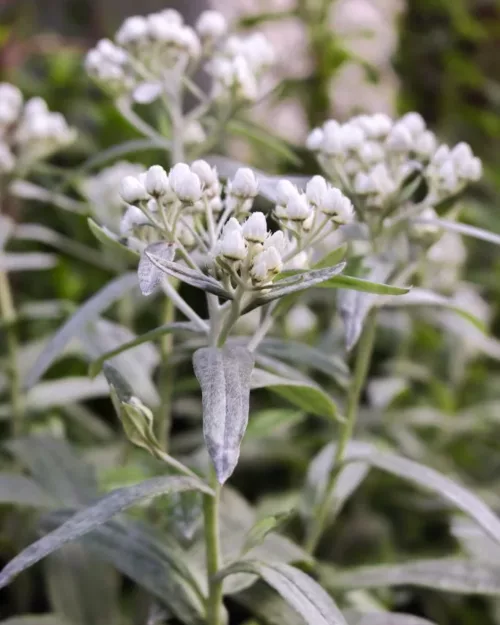 Anaphalis triplinervis 'Silberregen', Perlkörbchen, Silberimmortelle