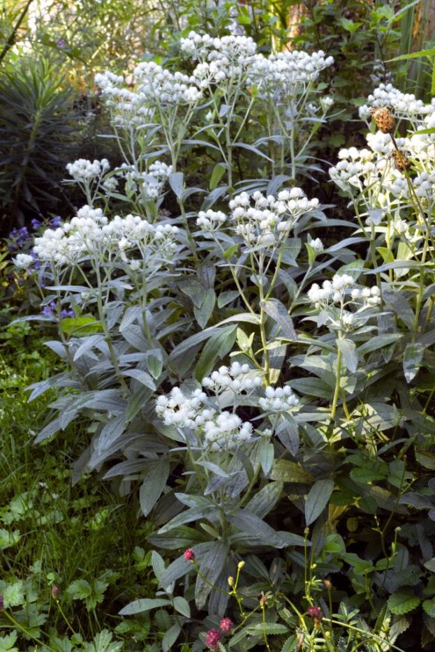 Anaphalis triplinervis 'Silberregen', Perlkörbchen, Silberimmortelle