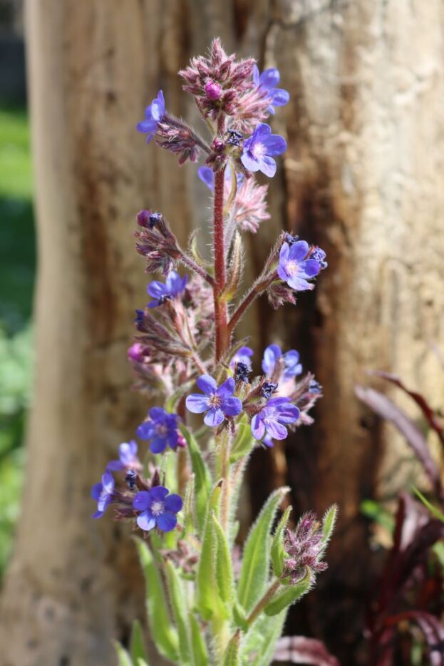 Anchusa azurea 'Dropmore', Große Ochsenzunge