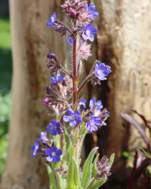 Anchusa azurea 'Dropmore', Große Ochsenzunge