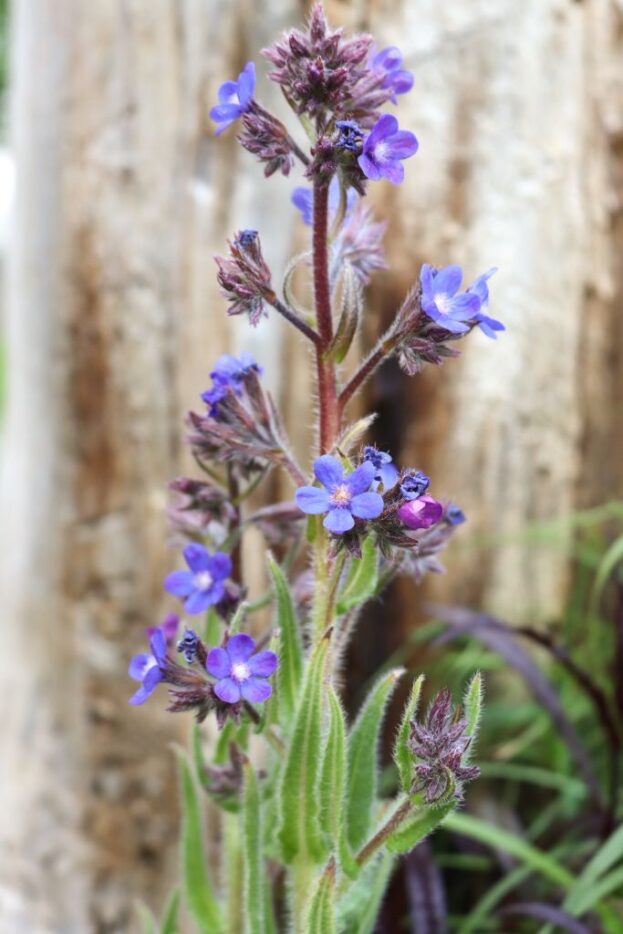 Anchusa azurea 'Dropmore', Große Ochsenzunge