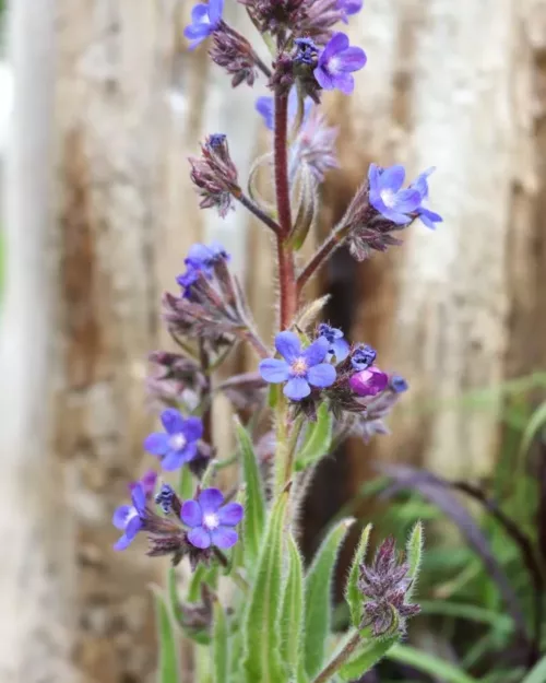 Anchusa azurea 'Dropmore', Große Ochsenzunge