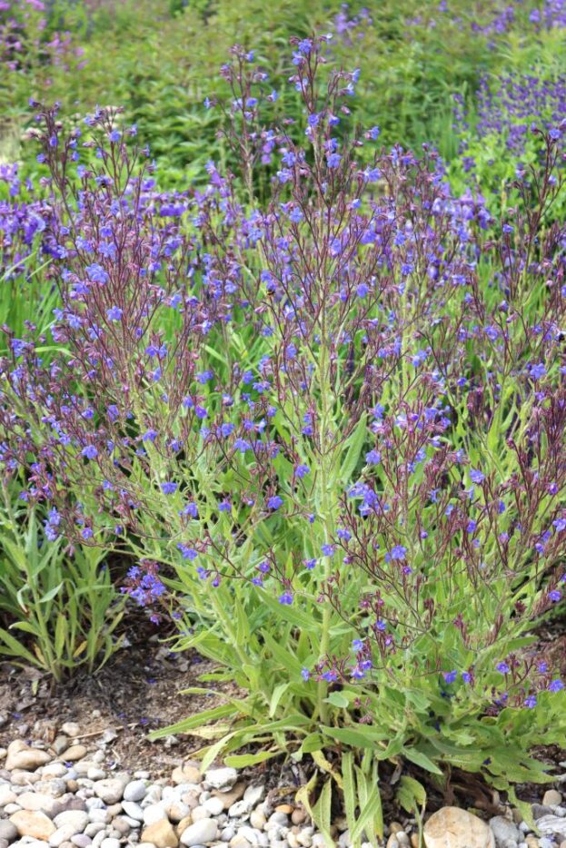 Anchusa azurea 'Dropmore', Große Ochsenzunge