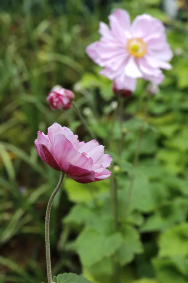 Herbst-Anemone 'Königin Charlotte'