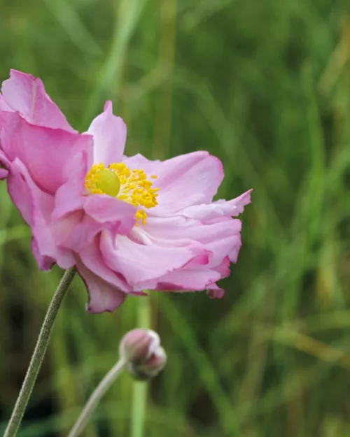 Herbst-Anemone 'Königin Charlotte'
