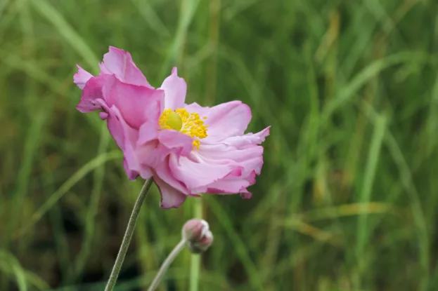 Herbst-Anemone 'Königin Charlotte'