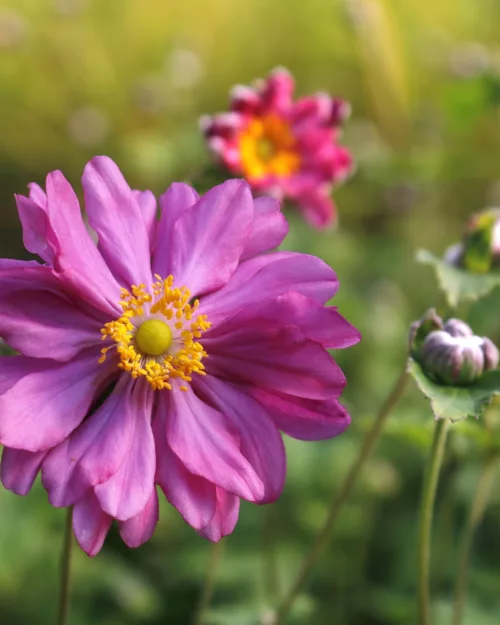 Herbst-Anemone 'Pamina'