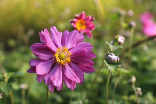 Herbst-Anemone 'Pamina'