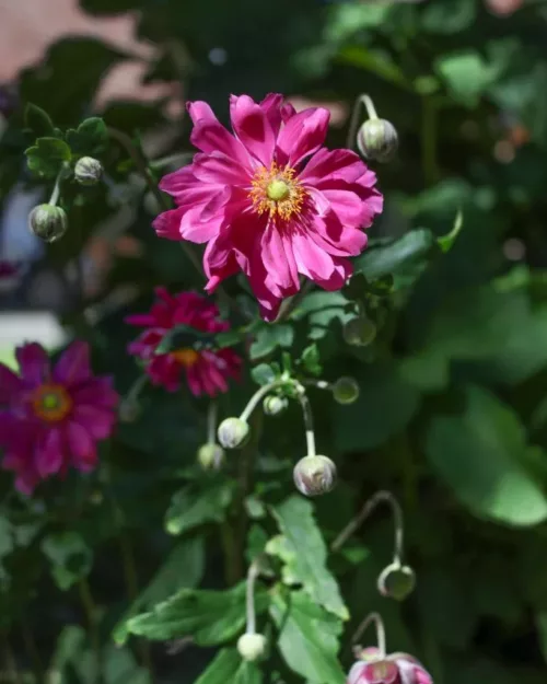 Anemone 'Bressingham Glow', Herbst-Anemone