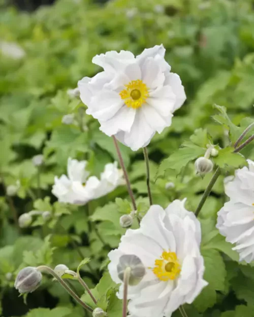 Herbst-Anemone 'Dreaming Swan'