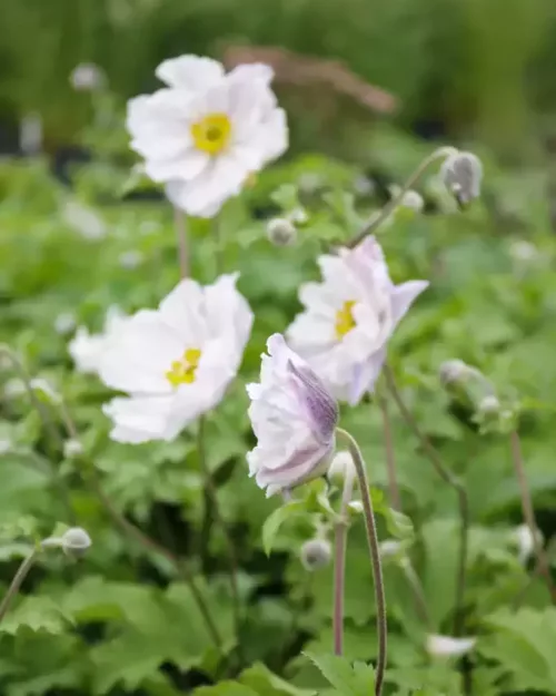 Herbst-Anemone 'Dreaming Swan'