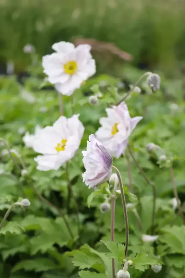 Herbst-Anemone 'Dreaming Swan'
