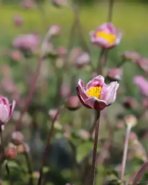 Herbst-Anemone 'Fantasy Cinderella'