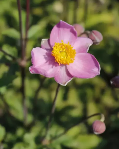 Herbst-Anemone 'Fantasy Cinderella'