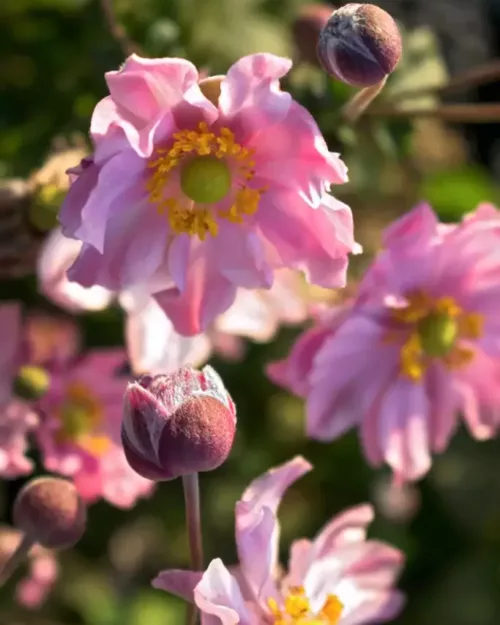 Anemone 'Fantasy Pocahontas'