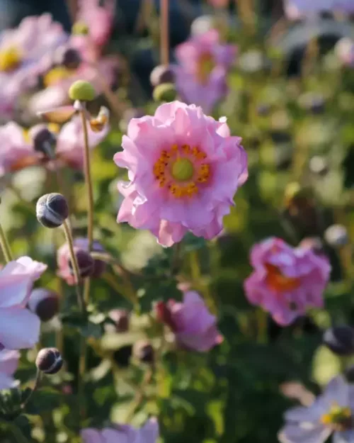 Anemone 'Fantasy Pocahontas'