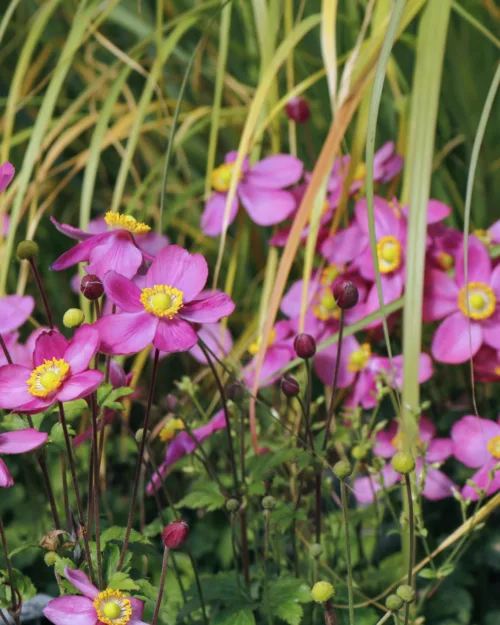 Herbst-Anemone 'Fantasy Red Riding Hood'