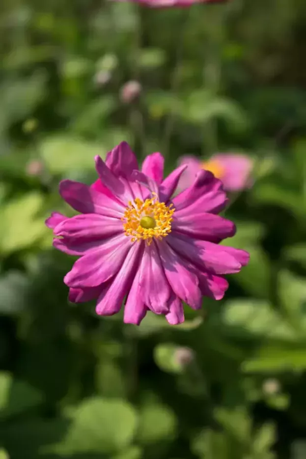 Herbst-Anemone 'Pamina'
