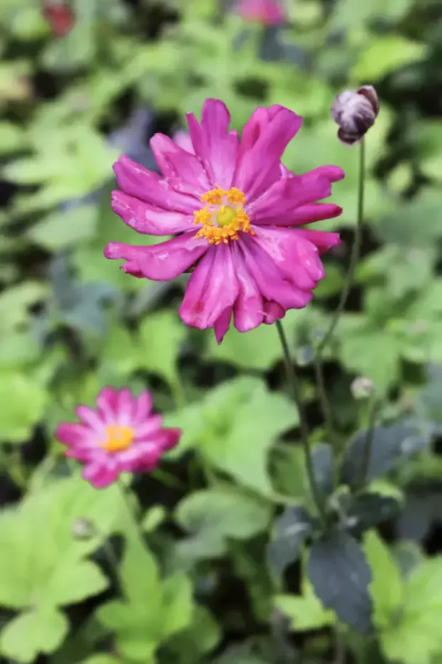 Herbst-Anemone 'Pamina'